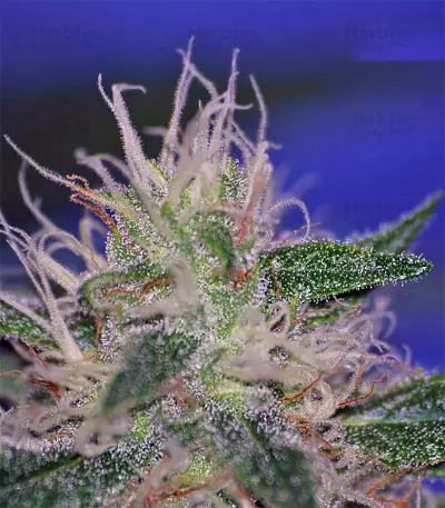 Semi femminizzati Nepal Jam