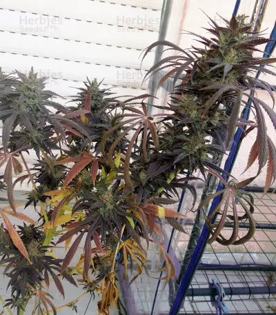 PainKiller feminized seeds