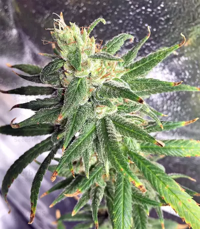 Pakistan Chitral Kush Seeds