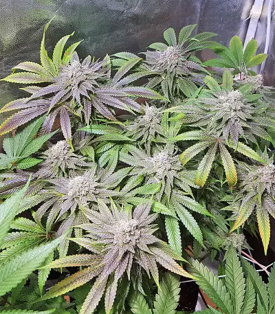 Semi femminizzati di Pineapple