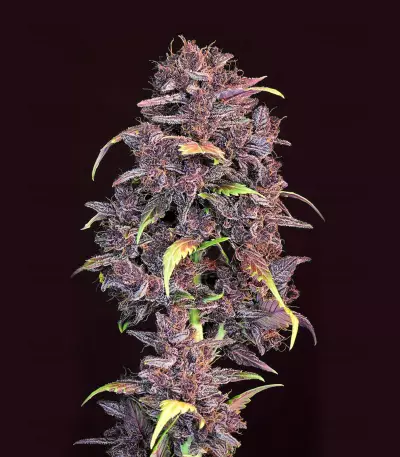 Graines féminisées de Purple Lemonade Auto (Fast Buds)