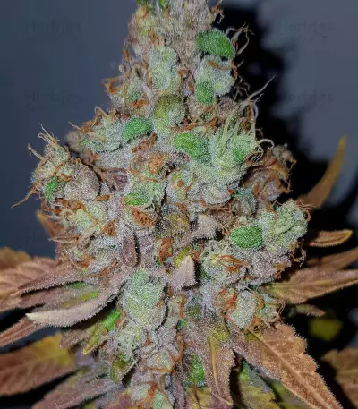 Purple Queen strain