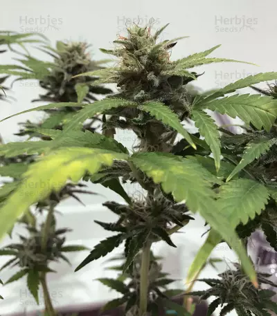Skunk #1 feminized seeds (Sensi Seeds)
