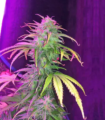 Sour Tangie Semi regolari