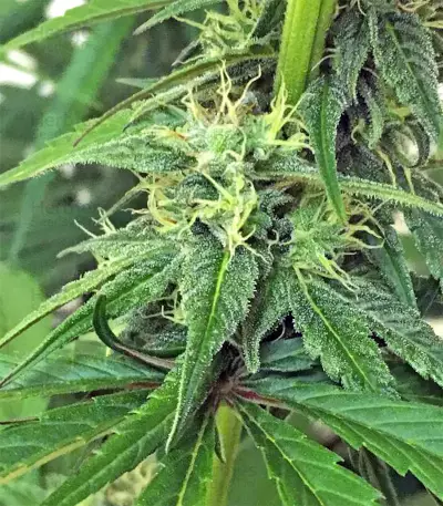 Thai Chi feminized seeds