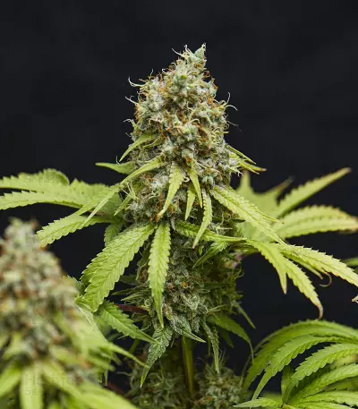 Semillas feminizadas Trainwreck
