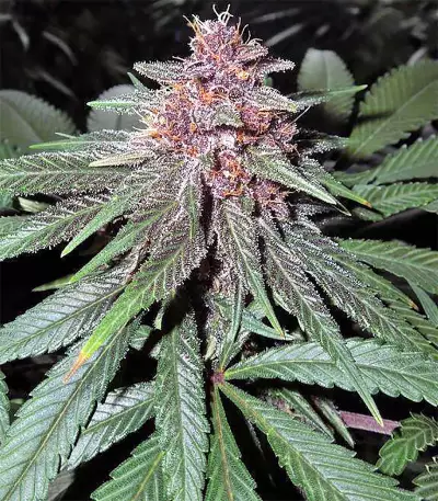Violeta feminized seeds