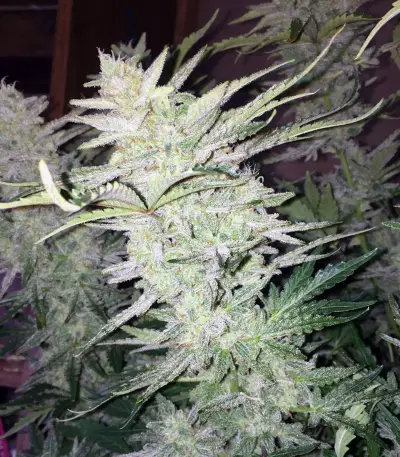 Walter White Auto (Mephisto Genetics)