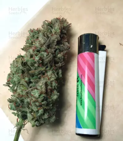White Crystal Meth Auto strain