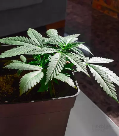 Amnesia Mac Ganja strain