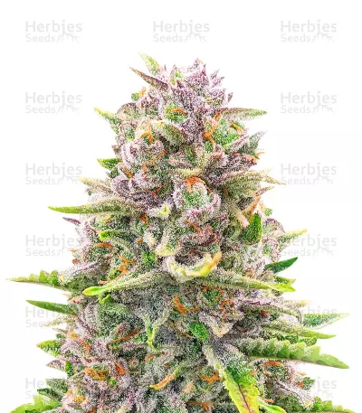 Bruce Banner Auto Feminized Seeds (Herbies Seeds Canada)