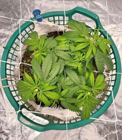 Graines de cannabis C-Vibez (Dutch Passion)
