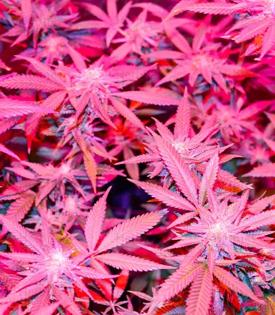 Different GG#4 Seeds (AlphaFem Seeds)