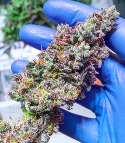 Glue Cookies Feminized Seeds (AlphaFem Seeds)