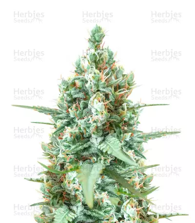 Sticky Auto Mix Feminized Seeds (Herbies Seeds)