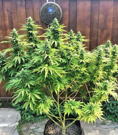 Gorilla G4 Auto (BlimBurn Seeds)