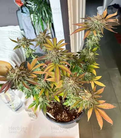 Mimosa Champagne strain