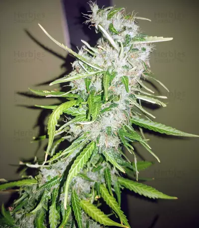 NLX Diamond Auto Seeds