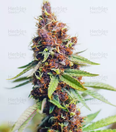 Purple Punch OG Seeds (Sweet Seeds)