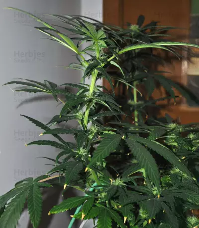 Sensi #32 (Sensi Seeds)