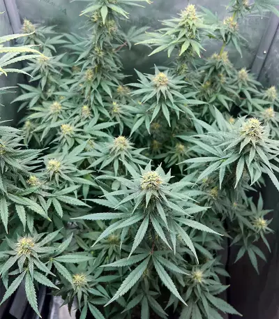 Graines féminisées de Sour Diesel (Barney's Farm)