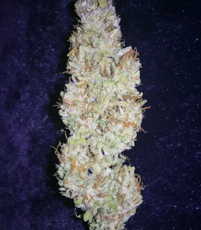 Sour Livers Auto feminized seeds
