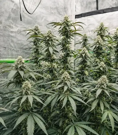 All The Sauces R1 Feminized Seeds (Ethos Genetics)