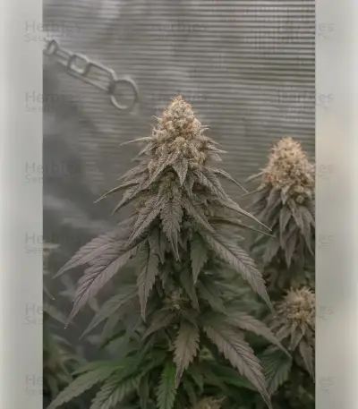 Black Cherry Gushers Seeds