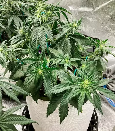 Bubblegum Auto