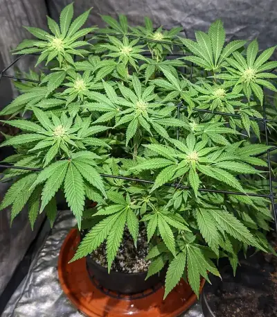 CBD Hammer Shark feminized seeds