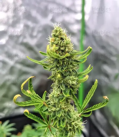 Cheese Auto Seeds