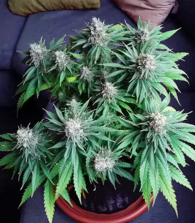 Chocolate Skunk Seeds