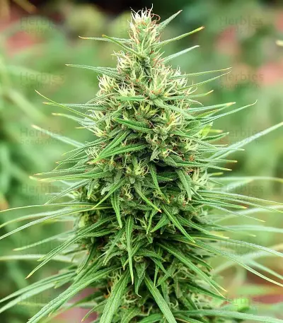 Colombian Gold Auto Seeds