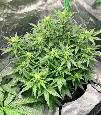 Critical Purple Auto Seeds
