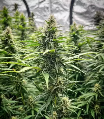 Durban Thai x C99 Feminized Seeds (Brothers Grimm Seeds)
