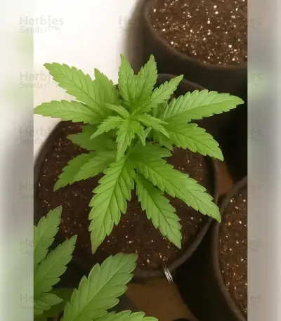 Fat Bastard Auto Seeds