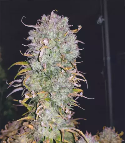 Semi Femminizzati Gelato Auto (Fast Buds)