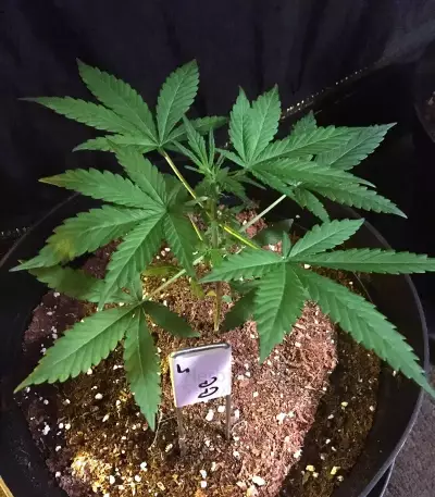 Gorilla Glue Auto (Auto Seeds)