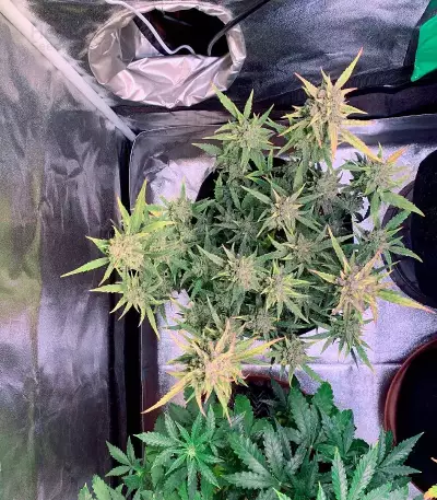 GG#4 Original Glue Auto Seeds
