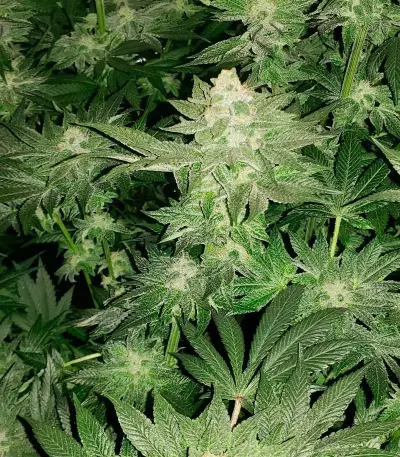 Girl Scout Cookies feminized seeds (Garden of Green)