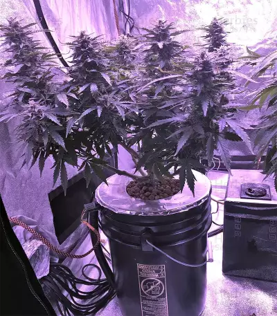 Gorilla Auto (GG#4 Original Glue Auto) (Expert Seeds)
