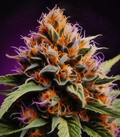 Grandaddy Purple feminized seeds (Blimburn Seeds)