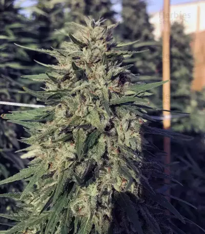 Grandaddy Purple