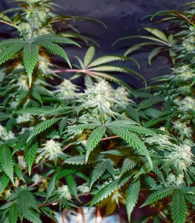 Graines féminisées de Grandmommy Purple (Herbies Seeds)