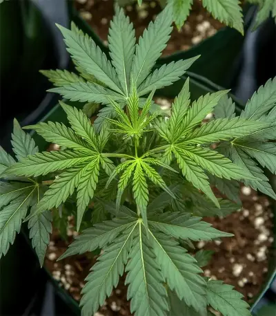 Green AK XL (AK-47 XL) (Zambeza Seeds)