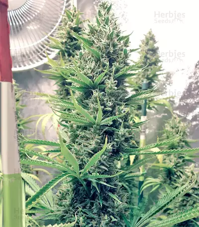 Hash Heaven Seeds