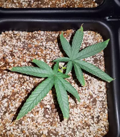 Haze Berry Seeds