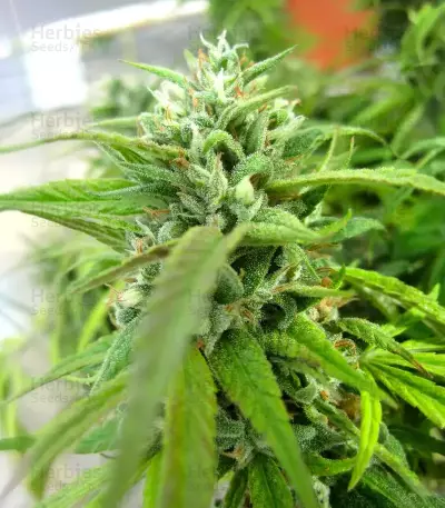 Humboldt Headband Feminized (Humboldt Seeds Company)