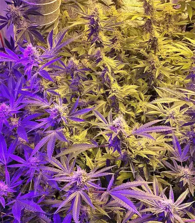 Larry OG Kush Seeds