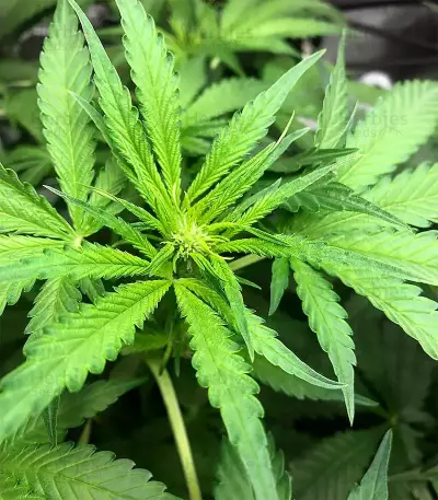 LSD Auto